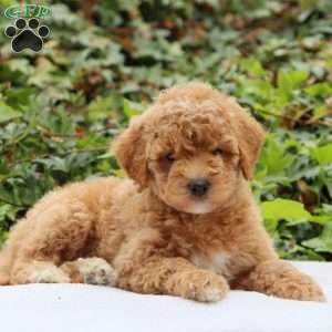 Rosie F1BB, Mini Goldendoodle Puppy